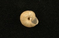 扁蝸牛藏品圖，第2張
